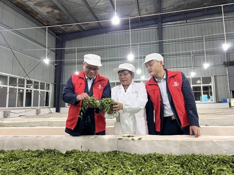 安徽祁门农商银行金融“活水”润茶乡 全链护航兴产业