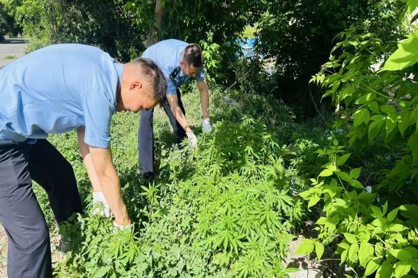 阿勒泰市公安局:铲除野生“毒株” 构筑禁毒“防火墙”