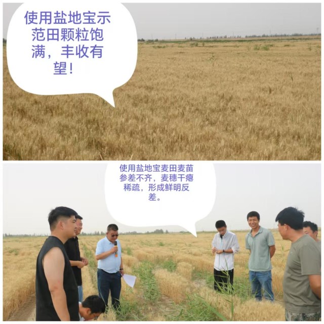 ​盐碱地上现“金浪”!喀什金慧通“盐地宝”助力盐碱田变粮仓