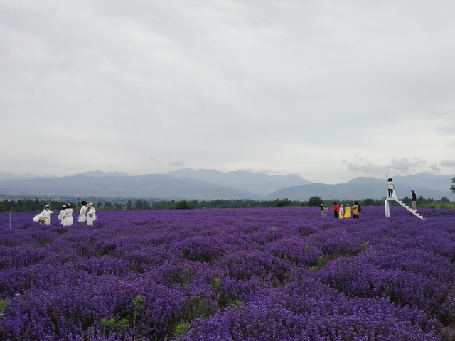 2025年霍城县薰衣草文化旅游季暨中国文联文艺志愿服务团走进新疆霍城