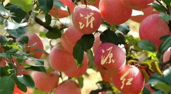 山东沂源:“七夕”酿酒正当时……