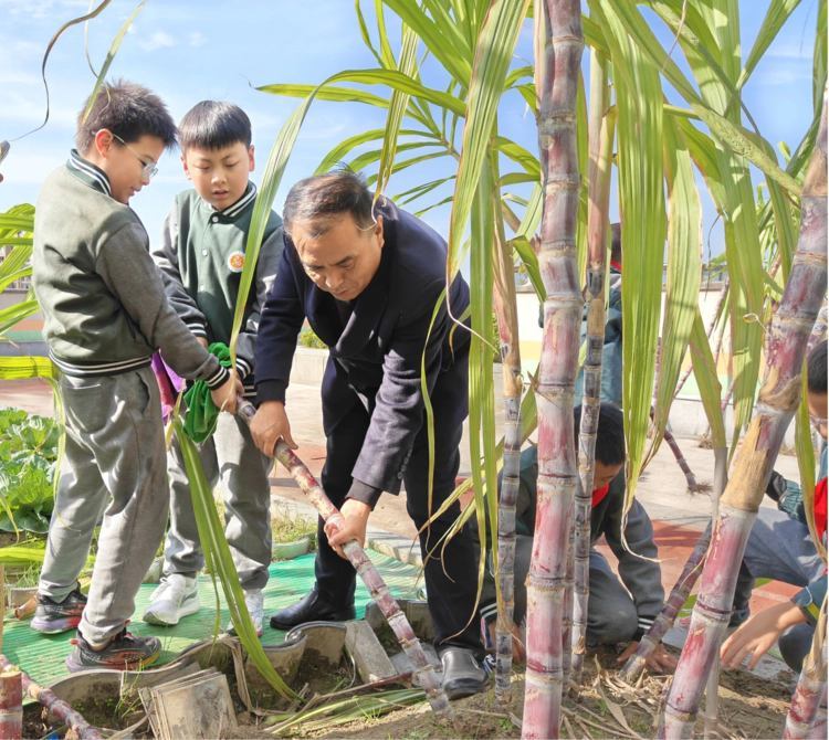 杭州市笕弘实验学校:“蔗”里有点甜 一起“趣”劳动