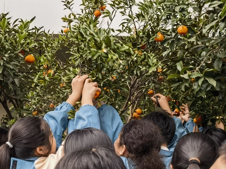 橘香满校园,感恩暖人心!东城外国语实验学校橘子节温情启幕