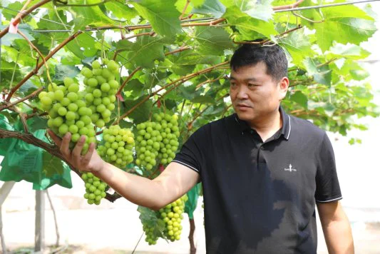 山东潍坊:强农先锋——袁延杰阳光事业 甜蜜追求