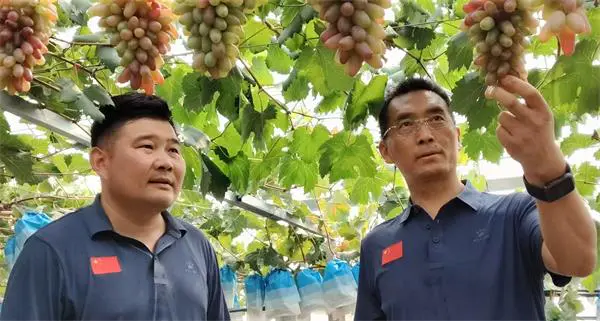 山东沂源:汗水绘就山村“甜美画卷”