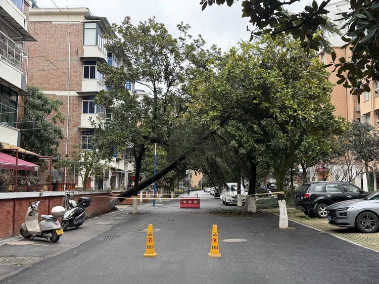 昌河街道昌盛社区:树倒挡道急处置 多方联动保畅通