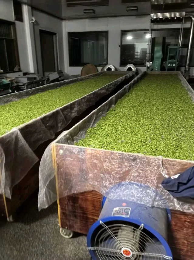 余姚春茶提前开采 ”瀑布仙茗”品质优于去年