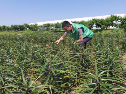 中国人寿财险再推助农新举措 江苏财险行业首单百合产量保险落地无锡宜兴