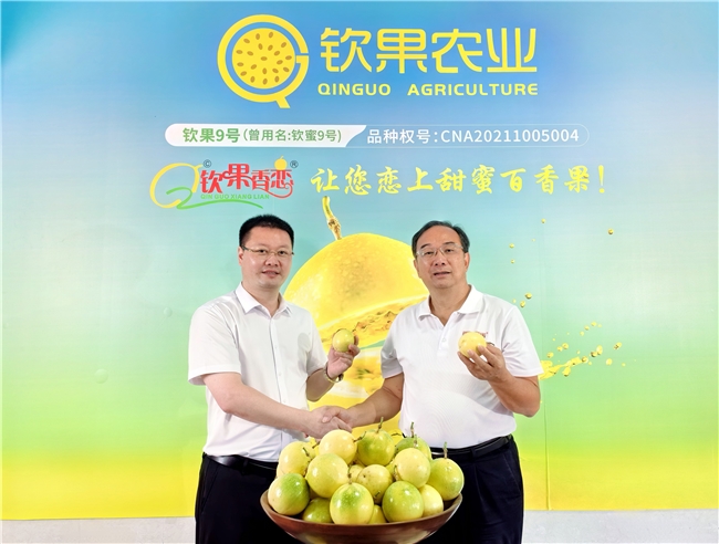动动省集团与钦果农业签署战略合作 钦果9号黄金百香果授权销售