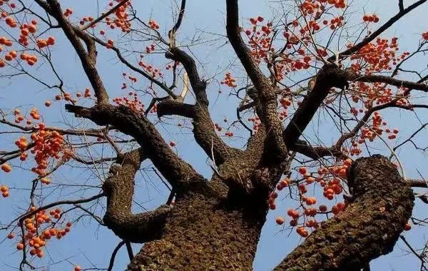 老家五一村的那棵火灌柿子树 作者:五一