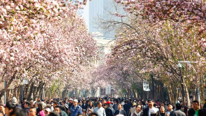 “逛洋楼、赏海棠、品美食”天津五大道海棠花节邀你共赴春日之约