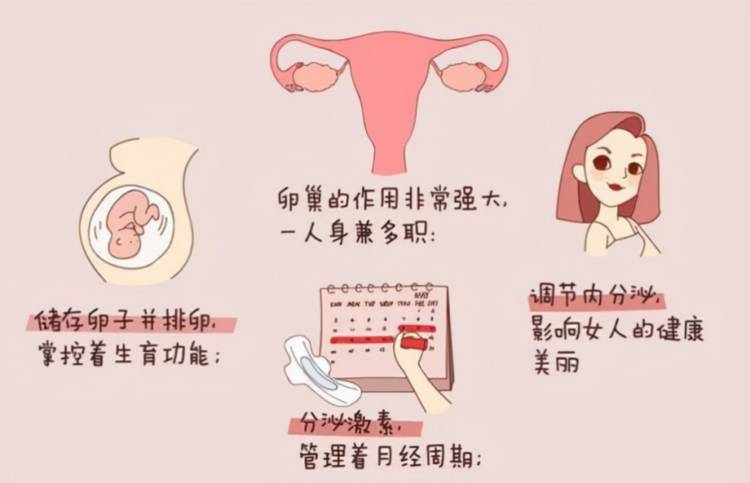卵巢养护新理念,三位营养师联合推荐倍姿养PQQ花巢饮