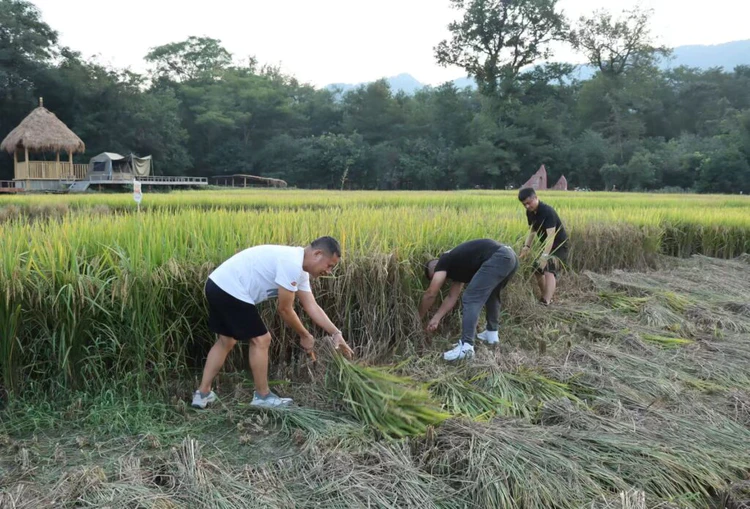 “乡下蚂蚁丰收狂欢节”启幕:中外游客共赴田野,齐赞农耕魅力
