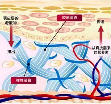 燕窝是否会造成胎儿过大？用科学为您解开疑虑