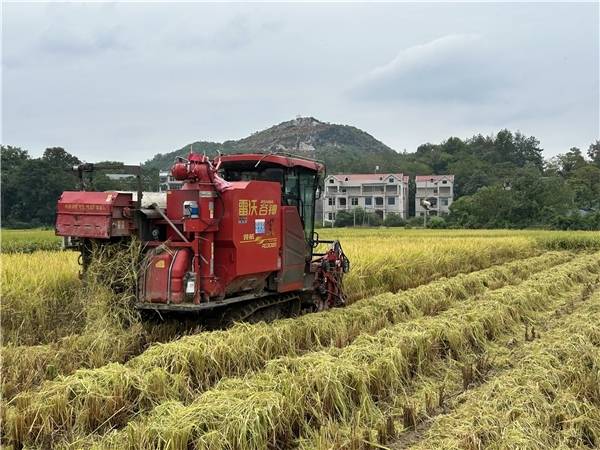 金浪千重涌陂下 机械轰鸣庆丰年——瑞金市云石山乡陂下村千亩晚稻喜迎丰收