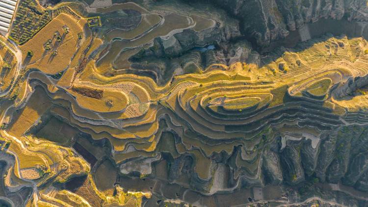 新华财经|“千年贡米”升级“出圈”折射榆林县域经济发展之变