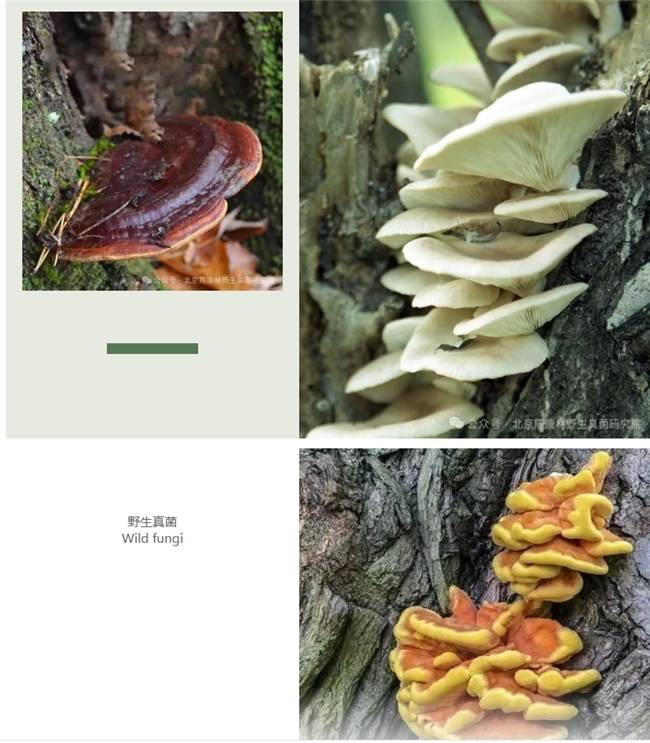 陈康林教授专访：以自然之道，疗愈现代之疾—药用真菌的医疗革命