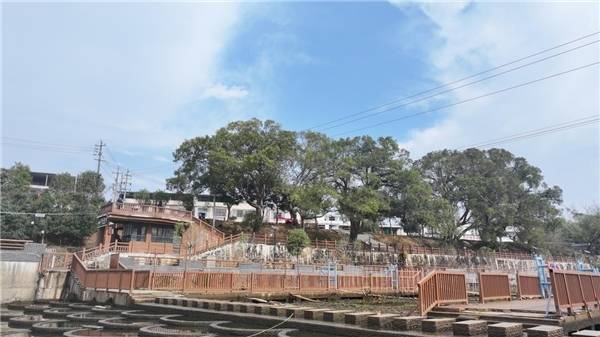 喜报！定南县龙塘镇洪洲村东江水驿樟树古树园  成功获评省级乡村古树园