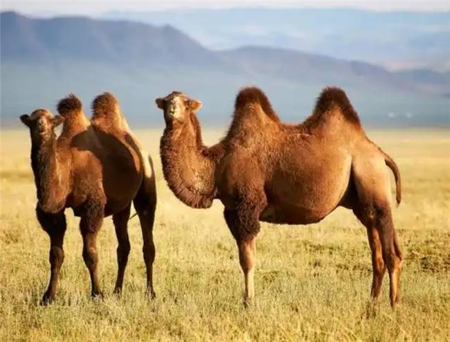 驼奶粉十大名牌排行榜新鲜出炉，驼奶最建议买的三个牌子揭晓