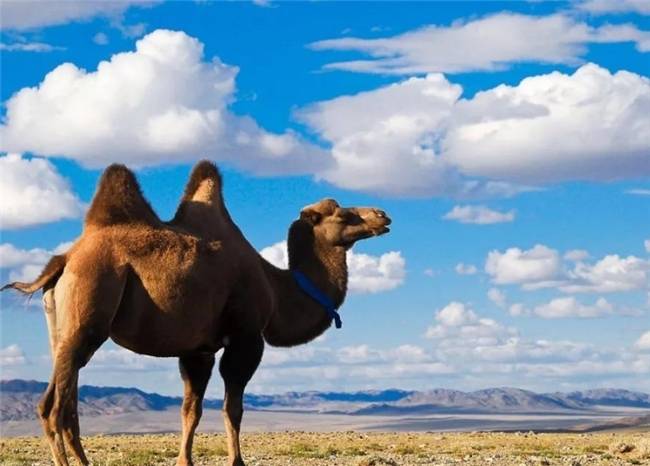 2025驼奶最建议买的三个牌子盘点，对比央视315放心驼奶粉名单