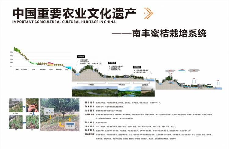 南丰蜜桔栽培技艺入选省级非遗 千年贡桔开启活态传承新篇章