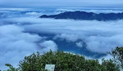 深践生态文明思想 勇担四中全会使命——庆元以荒野茶绘就“两山”转化新图景