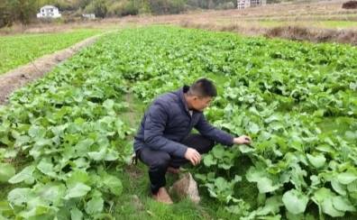 瑞金市云石山乡：“冬闲田”里种出“增收花”