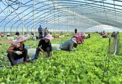 瑞金市云石山乡:大棚蔬菜喜丰收 冬日增收绘新篇