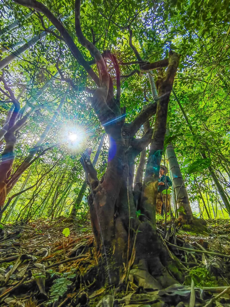 山野藏珍味 千年续茶缘——庆元荒野茶的文化传承之路