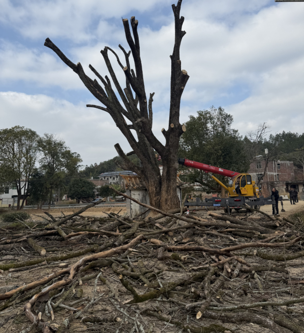 定南县：强化古树保护 清理枯枝隐患 守护民生安全