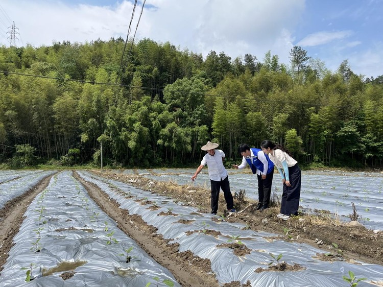 龙泉茄保险为茄农撑起 “保护伞”