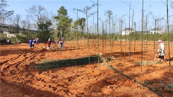 瑞金市云石山乡：雷笋扩产添新绿，特色产业富乡村