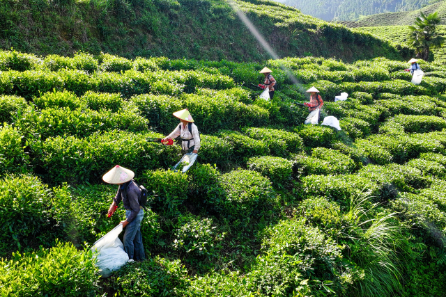 中国太保产险浙江分公司成功签发浙江省首单政策性夏秋茶收入保险