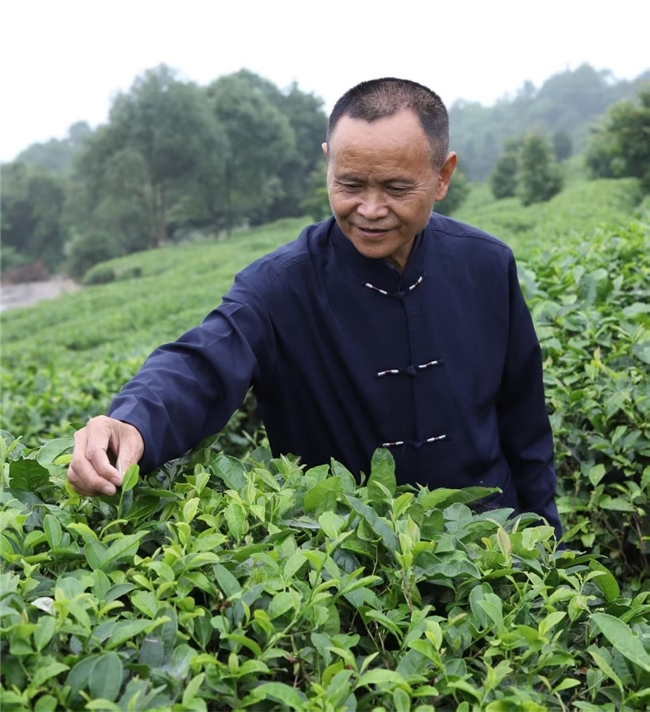 传承闽茶风骨——探访裕荣香的匠心之路