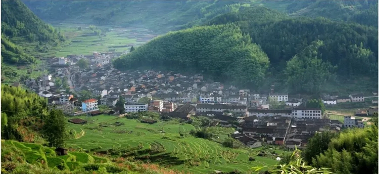 银屏山寮藏茶脉 百山云根润千年——吴懋修与举水荒野茶的文化根基