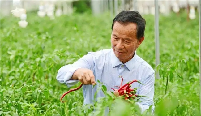 八旬“辣椒爷爷”杨意红；一粒辣椒种，一生乡土情