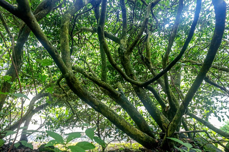 掬一片春色,我在庆元等您