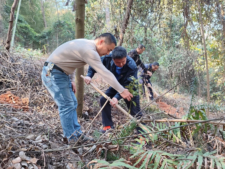 全南县城市管理局：开展义务植树活动