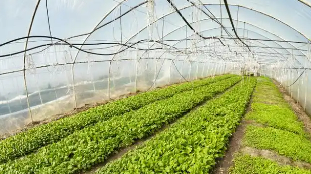 校园餐智慧监管平台：筑牢安全防线，激活区域经济新引擎