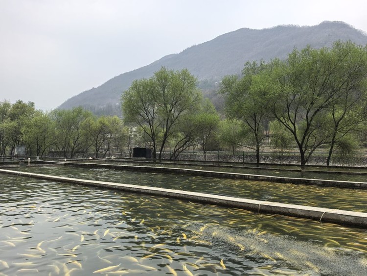 记者手记:秦岭土特产何以变“潮牌” 记者手记:秦岭土特产何以变“潮牌”