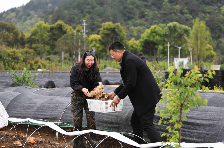 贵阳：林下经济添新彩， 麒麟菇香迎丰收