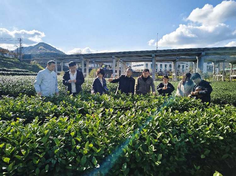 科研赋能产业升级：安康学院依托平利女娲茶研究院推进抹茶全流程科研试验