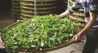 2026 凤凰单丛选购终极指南：一篇看懂所有门道（附品牌推荐）