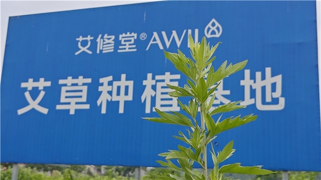 端午艾灸真的有用吗？从科学和传统养生角度把这件事说清楚