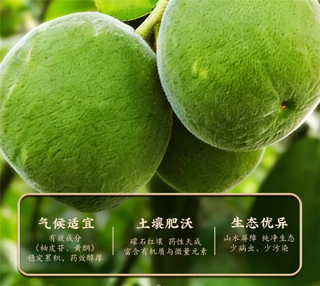 咽喉不适应该怎么选化橘红？分情况挑选，嗓子干痒有痰再也不踩坑