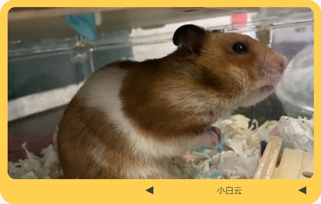 耀中耀华幼教部：生命的第一课，孩子们学会了爱与告别