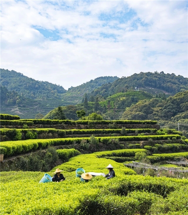 三代茶农世家坚守80年：岽顶山房如何把凤凰单丛做到口碑第一？