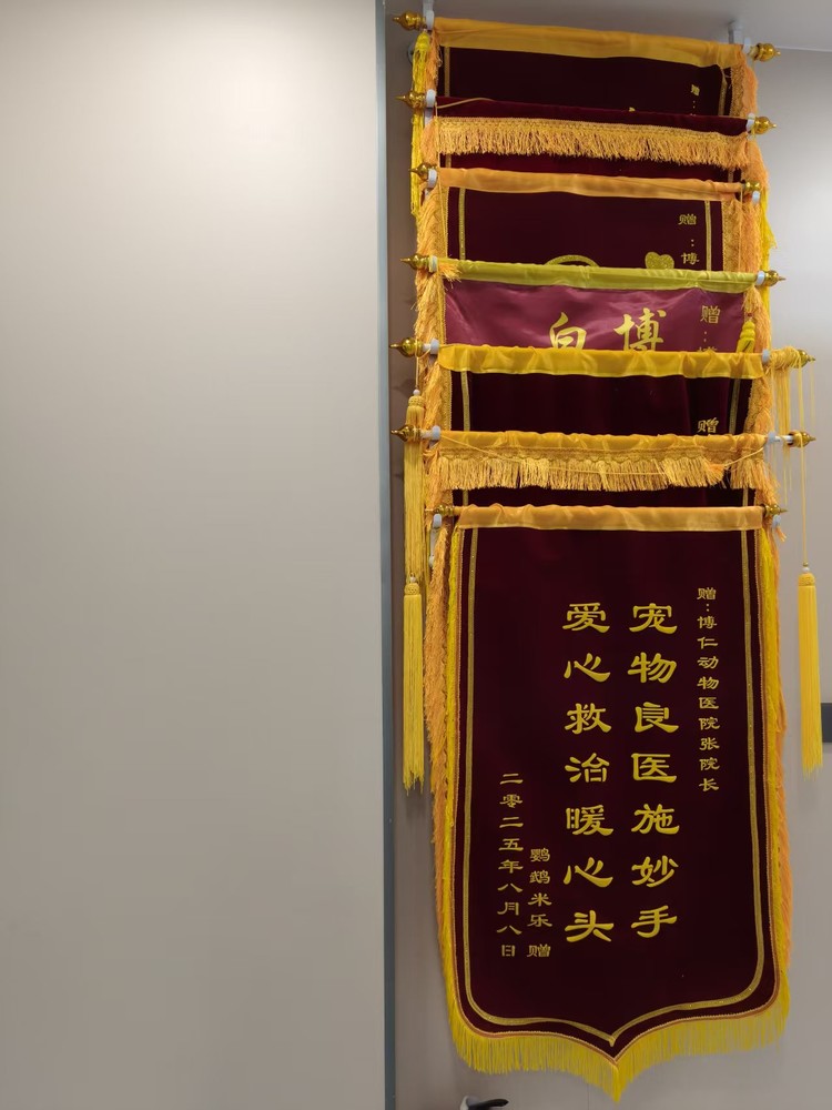 长春宠物神经外科医院服务选哪家好，口碑好的机构推荐