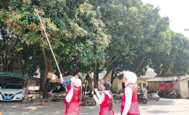 南理微光：南理三下乡 | 寻访古法桂圆工艺，体悟乡土传承匠心