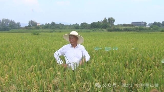黄陂区吴恒友家庭农场的再生稻迎来头季开镰收割